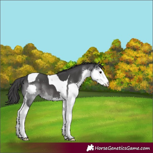 Horse Color:Black Splash Tobiano Appaloosa 