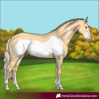 Horse Color:Palomino Dun Frame 