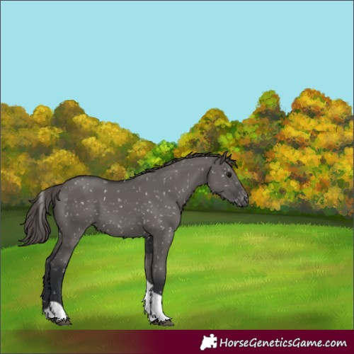 Horse Color:Grullo Tobiano Snowflake Varnish 