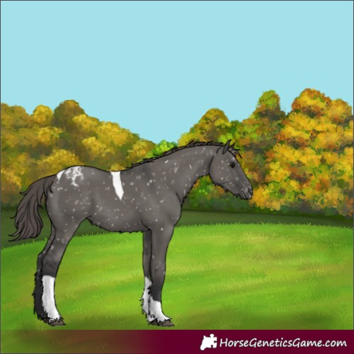 Horse Color:Grullo Tobiano Appaloosa 