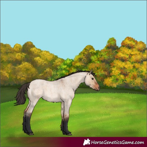 Horse Color:Bay Roan Dun 