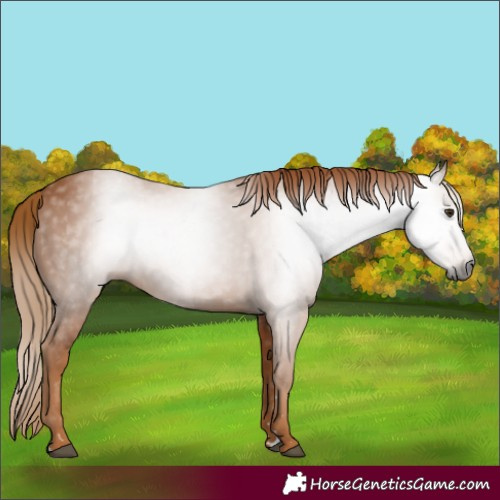 Horse Color:Gray Chestnut 