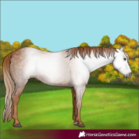 Horse Color:Gray Chestnut
