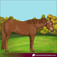 Horse Color:Gray Chestnut 
