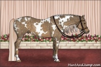 Horse Color:White Spotted Chocolate Palomino