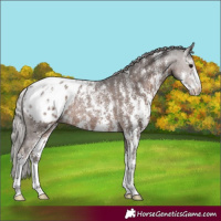 Horse Color:Powder White Silver Black Sabino Appaloosa Rabicano 