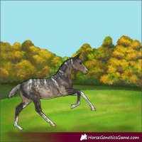 Horse Color:Powder White Silver Smoky Black Rabicano