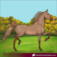 Horse Color:Red Dun Rabicano