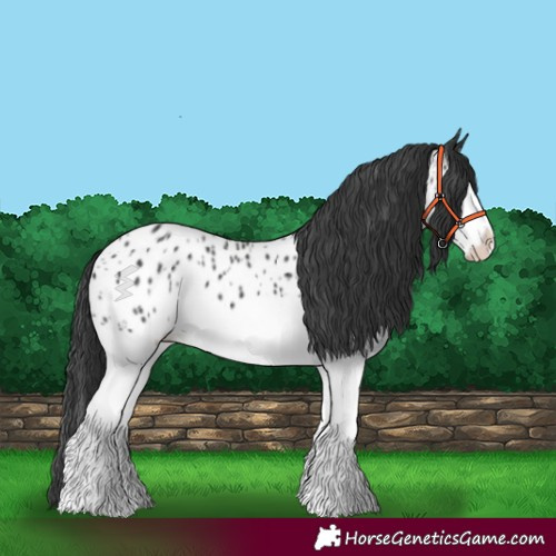 Horse Color:Black Splash Appaloosa 