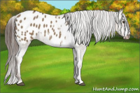 Horse Color:Liver Red Dun Appaloosa 
