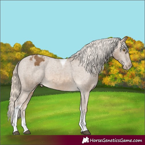 Horse Color:Chocolate Palomino Tobiano Varnish 