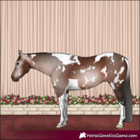 Horse Color:Gray White Spotted Bay Tobiano 