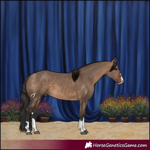Horse Color:Bay Dun 