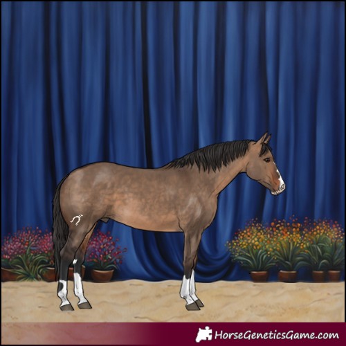 Horse Color:Bay Dun 
