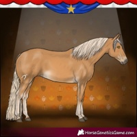 Horse Color:Palomino 