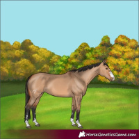 Horse Color:Bay Dun 