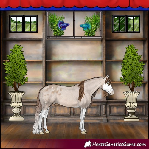 Horse Color:Amber Champagne Dun Splash Appaloosa 