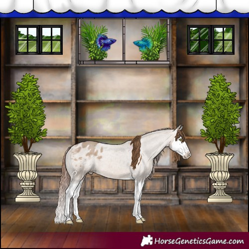 Horse Color:Amber Champagne Dun Splash Varnish 