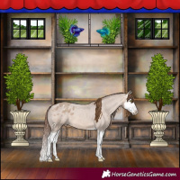 Horse Color:Amber Champagne Dun Splash Appaloosa 