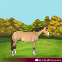 Horse Color:Buckskin Dun 