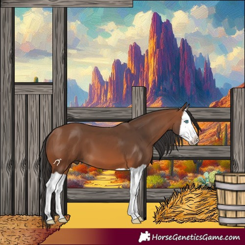 Horse Color:Bay Splash 
