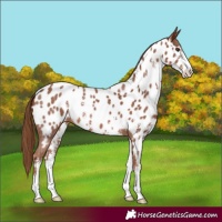 Horse Color:Chestnut Sabino Near Leopard 