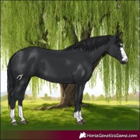 Horse Color:Black 