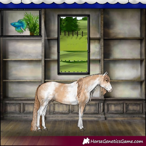 Horse Color:White Spotted Red Dun 