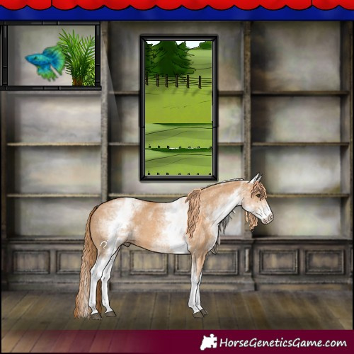 Horse Color:White Spotted Red Dun 