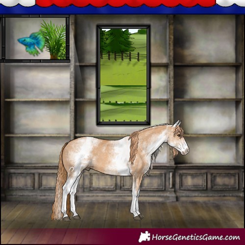 Horse Color:White Spotted Red Dun 