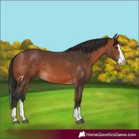 Horse Color:Bay Splash Rabicano 