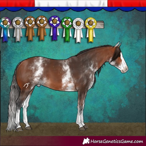 Horse Color:White Spotted Bay Splash 