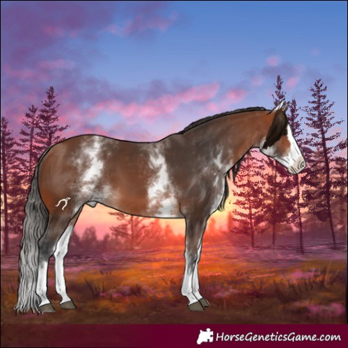 Horse Color:White Spotted Bay Splash 