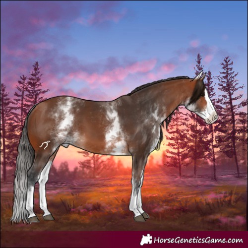 Horse Color:White Spotted Bay Splash 