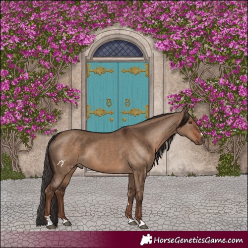 Horse Color:Liver Red Dun 