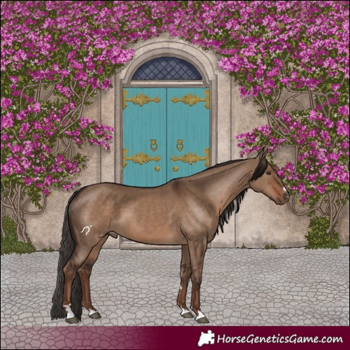 Horse Color:Liver Red Dun 
