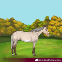 Horse Color:Silver Brown Roan Dun Frame
