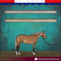 Horse Color:Gray Silver Bay Dun 
