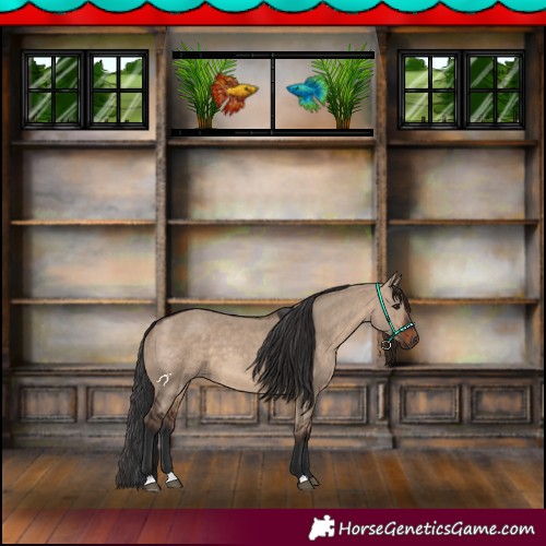 Horse Color:Brown Dun 