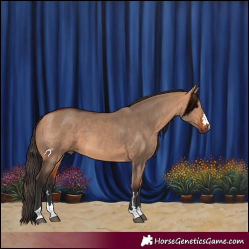 Horse Color:Bay Dun 