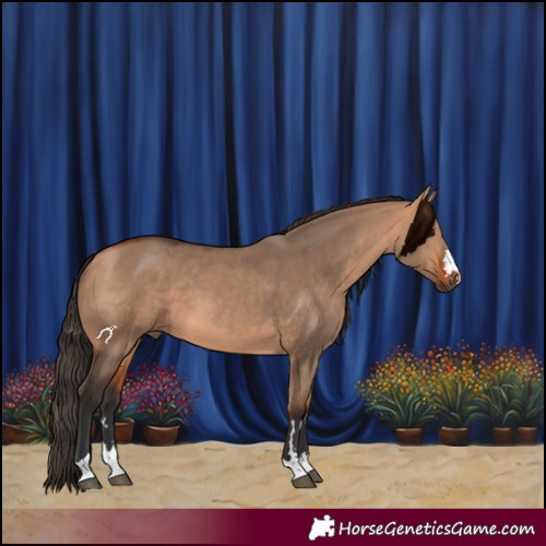 Horse Color:Bay Dun 