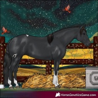 Horse Color:Black Tobiano 