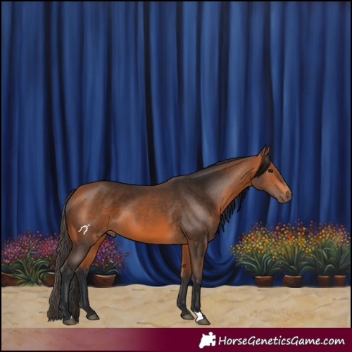 Horse Color:Bay 