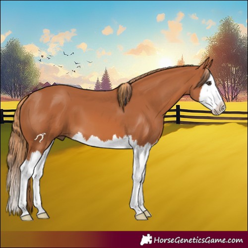 Horse Color:Chestnut Splash 