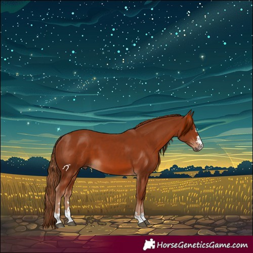 Horse Color:Chestnut 