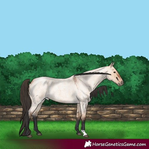 Horse Color:Bay Roan Dun 