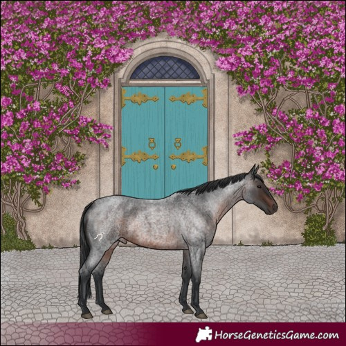 Horse Color:Brown Roan 