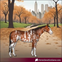 Horse Color:Bay Sabino Rabicano 