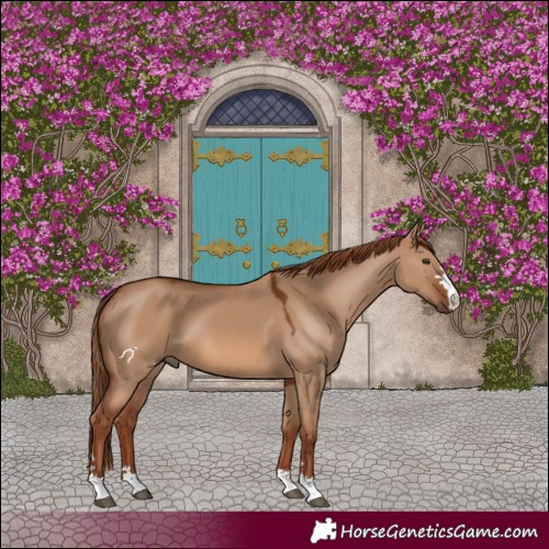 Horse Color:Red Dun 