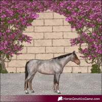 Horse Color:Liver Red Roan 